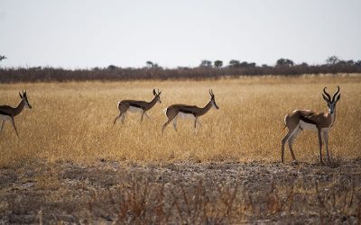 Central Kalahari