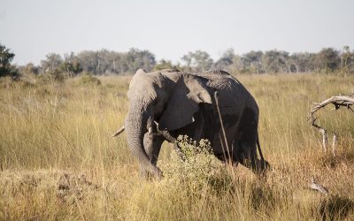 Moremi NP
