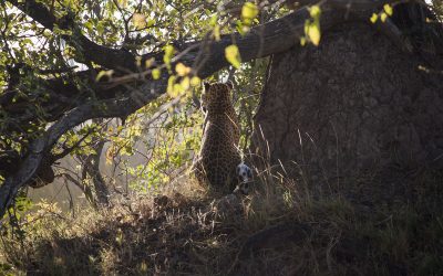 Spotted!