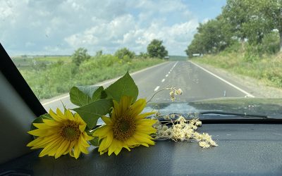 Sun Flower Fondness