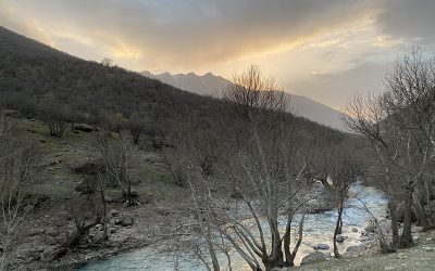Back To The Bush